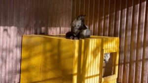 Помесь Арктической волчицы и Канадского Волка ‼️.mp4