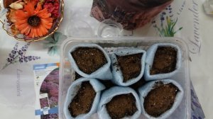 Февраль. Момент посева обриеты на рассаду