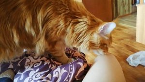 Мой майнкун Феня