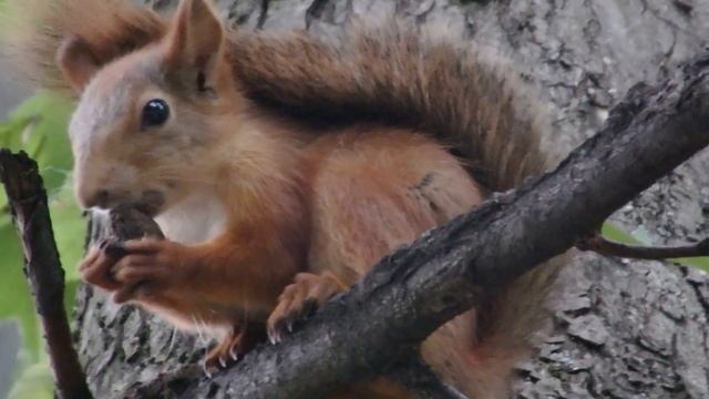 Белки летом. Подборка роликов смотреть онлайн