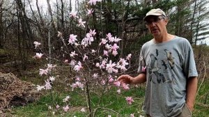 Leonard Messel Magnolia | Zone 4 Hardy Magnolias | Flowering Trees For Your Garden