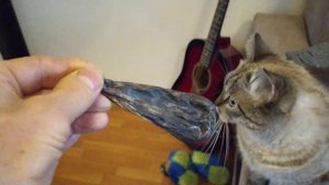 Реакция на желчь медведя