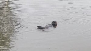 Морская выдра.Забавное зрелище!