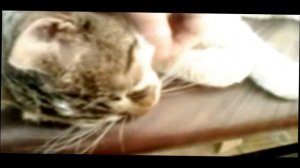 Видео в память о пропавшем коте Кузе.