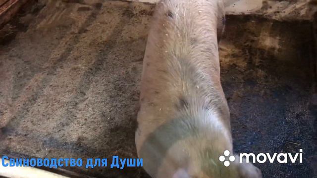 Поросятам 2 суток//Получил посылки от Сергея Шелудько и канала Сім‘я у селі//
