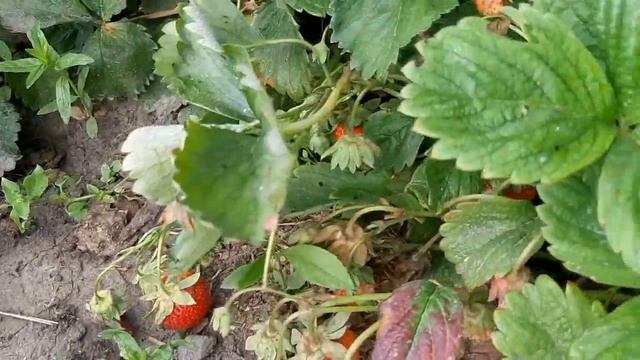 ЦВЕТЫ ДЛЯ НАСТРОЕНИЯ//В МИРЕ ЖИВОТНЫХ// смотреть онлайн