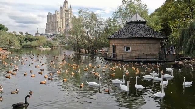 Птичий рай. Московский зоопарк.