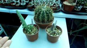 My NEW Cactus Plants - Cactus Plant Shopping