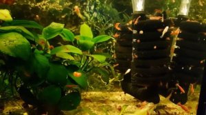 Креветочник