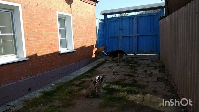 Обзор отдельного дома для собак/ выгул собак/ смотреть онлайн