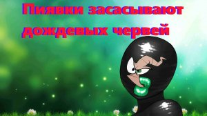 Пиявки засасывают дождевых червей