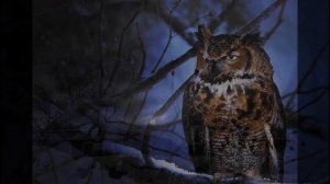 Песня "Бессонница"