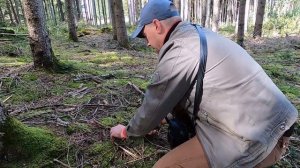 сбор грибов | за грибами в Германии | тихая охота на грузди