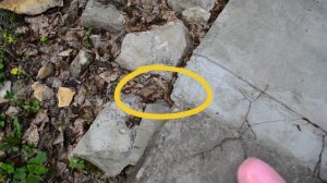 ЧААДАЕВКА (Пензенская обл). ЗИЛ-лесовоз и источник Серафима Саровского / Геокэшинг \ Geocaching /