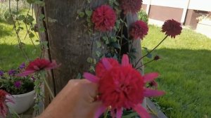 Купила эхинацеи