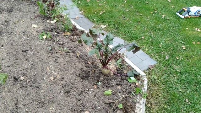 Как выбрать место для посадки моркови и где лучше растет морковь смотреть онлайн