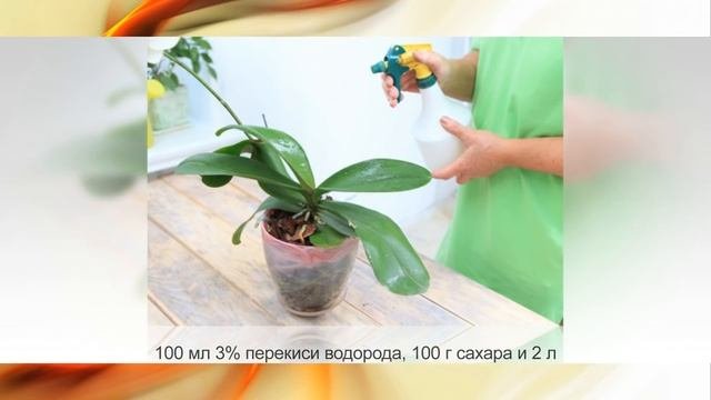 ПЕРЕКИСЬ ВОДОРОДА для комнатных растений. Способы применения