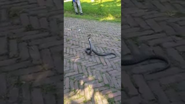 Укротитель змей, кобра, Бангладеш смотреть онлайн