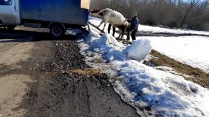 Едем за коровой. Подарок от мужа.