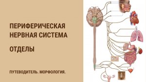 Периферическая нервная система. Отделы