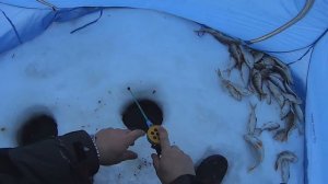 Рыбалка на Печоре. Сорога и окунь зимой. Часть 2.