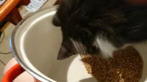 Как перебрать гречку!