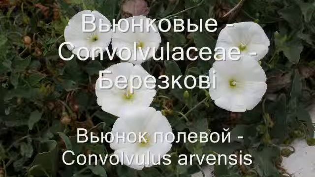 Цветковые растения смотреть онлайн