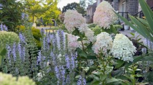 Panicle Hydrangeas: Quick Fire Fab vs. Quick Fire in early August 2022