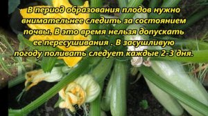 Правильный полив кабачков в открытом грунте
