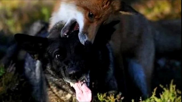 Пес кинулся в лес, а через минуту его вой поверг в ужас смотреть онлайн