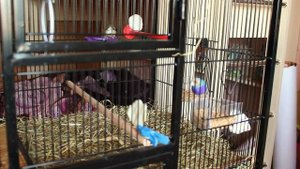 Разведение  гульда . Как подготовить птицу к гнездованию ?