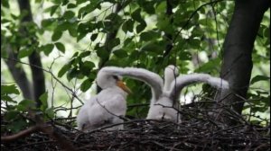 Черный аист - Ciconia nigra