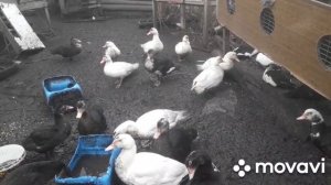 Самые неприхотливые птицы в хозяйстве