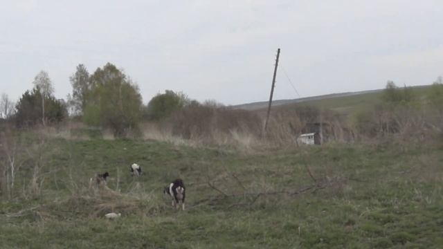 Фрезерую участочки и пасу свою живность смотреть онлайн