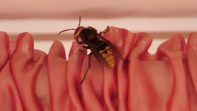 Прогулка по Майкопу. Огромное насекомое залетело к нам в дом. Купили 2-конфорочную электроплиту смотреть онлайн