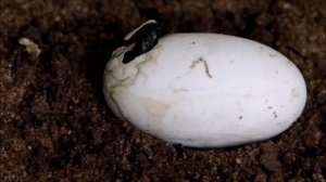 Европейская болотная черепаха и интересные факты о ней ?