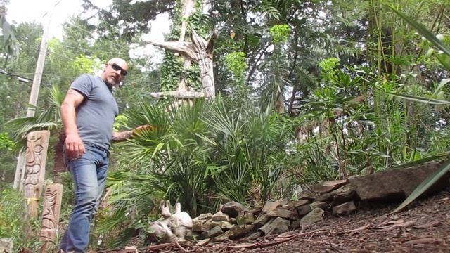 Chamaerops humilis Palms Green & Blue Form