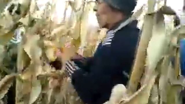 fat frumos din corni-albesti смотреть онлайн