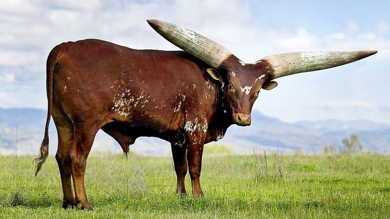 Самые большие животные список. Африканская корова ватусси. Бык ватусси. Бык породы ватусси. Ватусси дикий бык.
