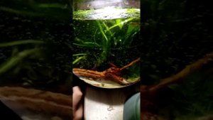 рыбка петушок и креветки