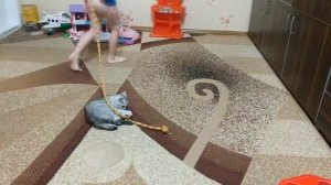 КОТЫ И ДЕТИ ? КОТ И РЕБЕНОК ИГРАЮТ ВМЕСТЕ Приколы с котами Скоттиш страйт ? Scottish straight Cat