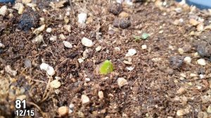 향기가 좋은 히아신스 키우기 : Grow Hyacinth Bulbs In Pots | Hyacinth Gipsy Queen, Hyacinth Miss Saigon