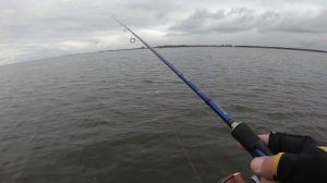 Морской судак. Джиг. Калининградский залив.