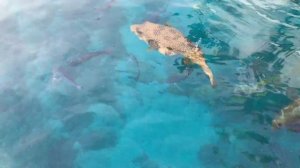 Домина Корал бей отель: рыбы / Domina Coral bay hotel: fishes