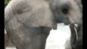 250 animales que no existirían sin Photoshop