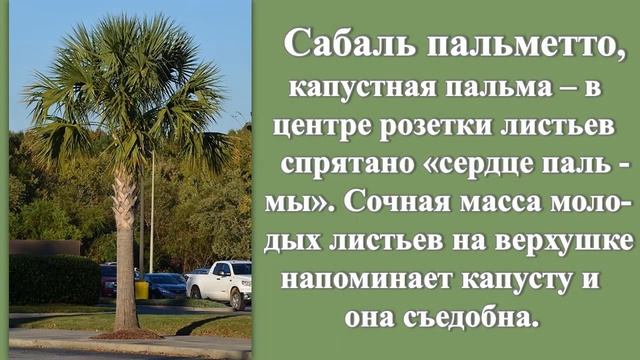 2. Пальмы. Экзотические растения Крыма.