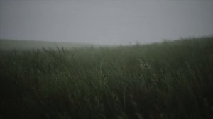 Wavy Lush Green Grass, Live Wallpaper, 1080p, 60fps