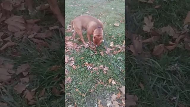 Амстафф папаша на прогулке. Мощь