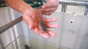 Клариевый сом 1.1