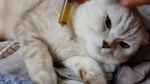 КАК НАПОИТЬ КОТА, КОШКУ ЛЕКАРСТВАМИ. ПРИНУДИТЕЛЬНОЕ КОРМЛЕНИЕ ЖИВОТНОГО ИЗ ШПРИЦА